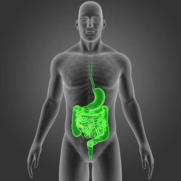 Estômago e intestino com esqueleto — Fotografia de Stock