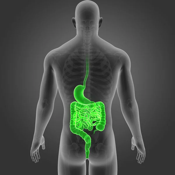 Estómago e intestino con esqueleto —  Fotos de Stock