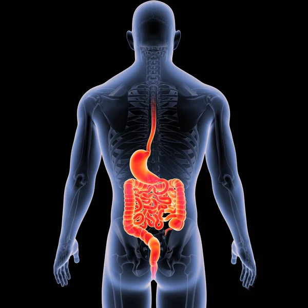 Stomach and intestine with skeleton — Stock Photo, Image