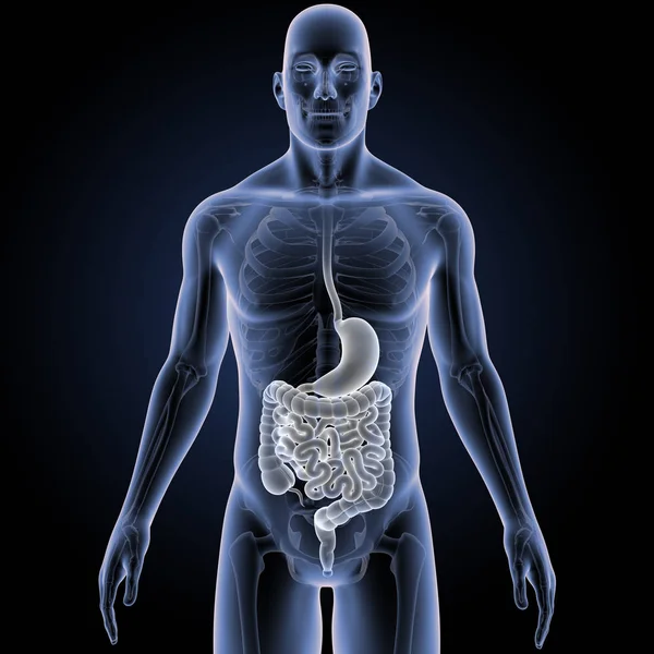 Estómago e intestino con esqueleto —  Fotos de Stock