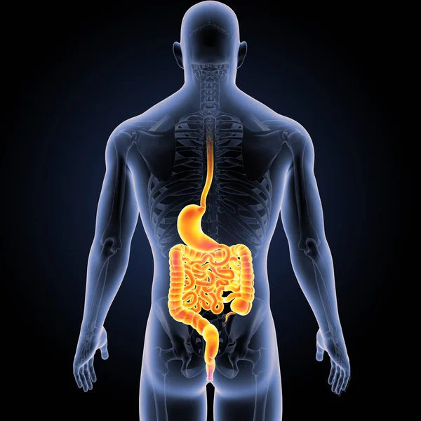 Stomach and intestine with skeleton — Stock Photo, Image