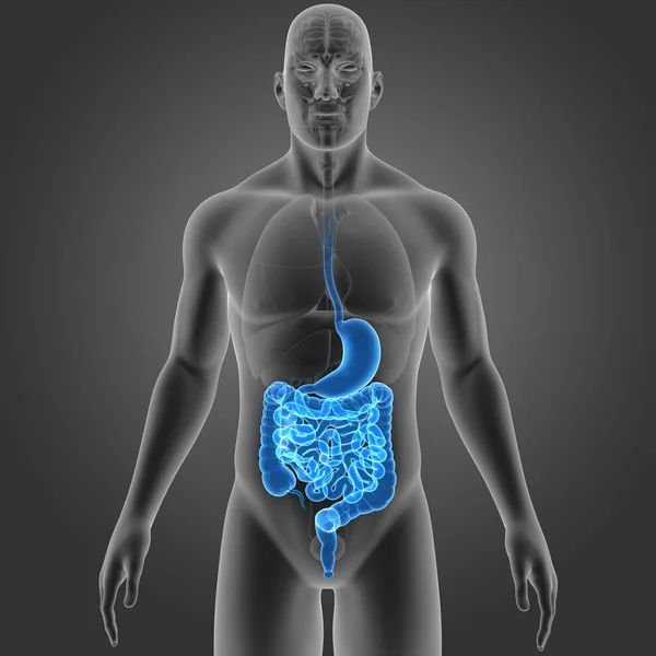 Stomaco e intestino con organi — Foto Stock