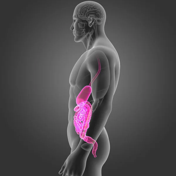 Magen und Darm mit Organen — Stockfoto