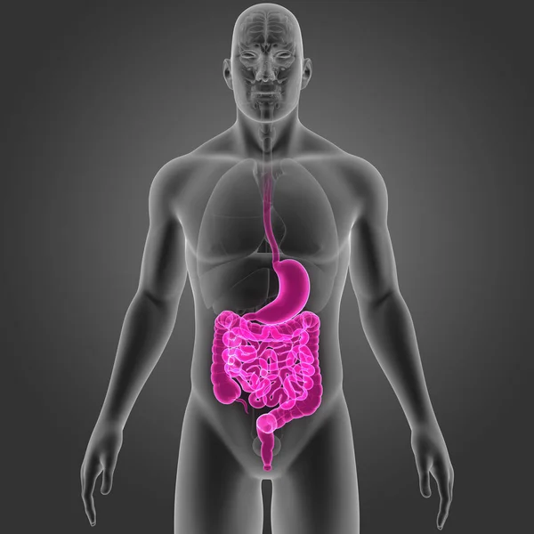 Estómago e intestino con órganos —  Fotos de Stock