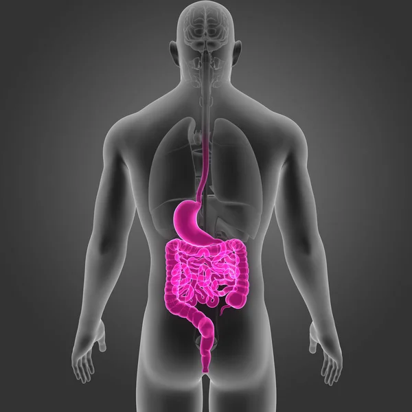 胃と腸の器官と — ストック写真