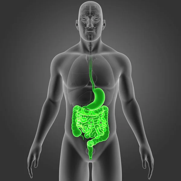 Maag en darm met organen — Stockfoto