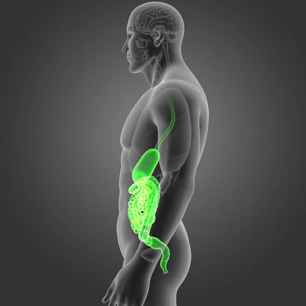 Żołądek i jelita z narządów — Zdjęcie stockowe
