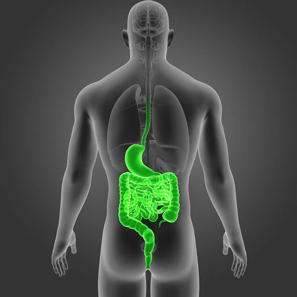 Estómago e intestino con órganos —  Fotos de Stock