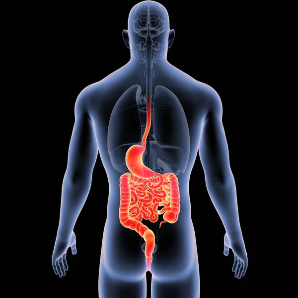 Шлунок і кишечник з органами — стокове фото