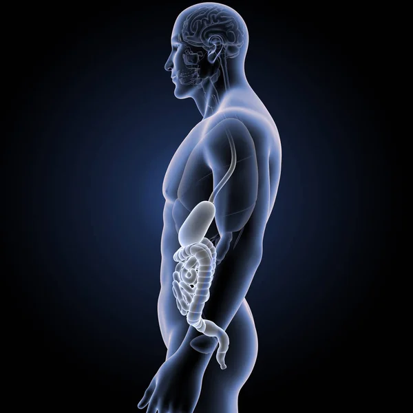 Żołądek i jelita z narządów — Zdjęcie stockowe