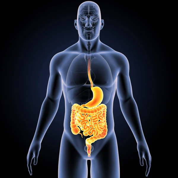 Stomaco e intestino con organi — Foto Stock