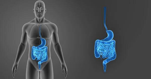 Zoom de estómago e intestino —  Fotos de Stock