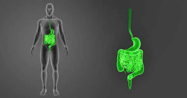 Zoom de estómago e intestino — Foto de Stock