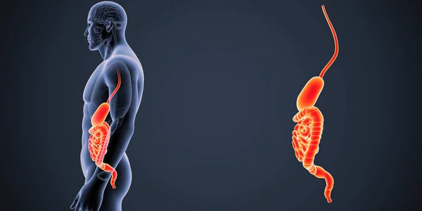 胃和小肠的缩放 — 图库照片