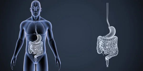 Zoom de estómago e intestino —  Fotos de Stock