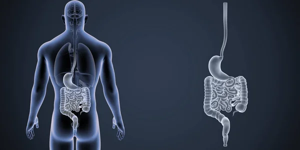 Zoom do estômago e intestino — Fotografia de Stock