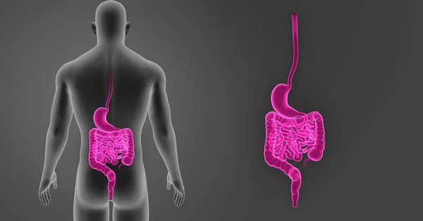 Zoom do estômago e intestino — Fotografia de Stock