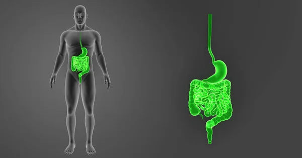Zoom de estómago e intestino — Foto de Stock
