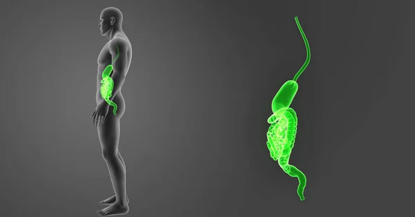 Масштаб шлунка і кишечника — стокове фото