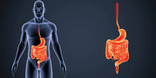 Stomach and intestine zoom — Stock Photo, Image