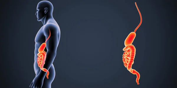 胃と腸のズーム — ストック写真