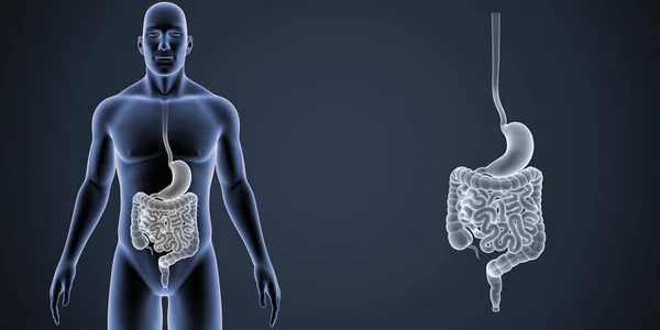 Zoom dello stomaco e dell'intestino — Foto Stock