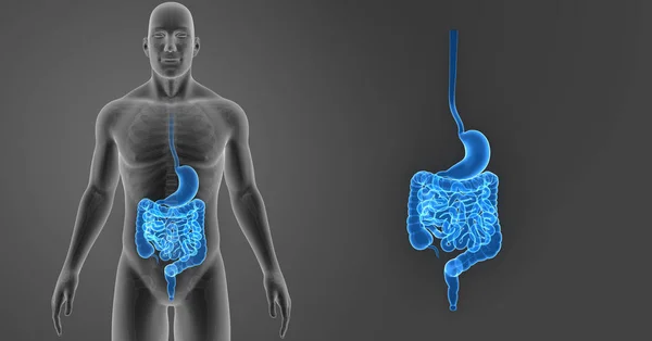 Zoom de estómago e intestino —  Fotos de Stock