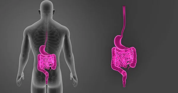 Zoom dello stomaco e dell'intestino — Foto Stock