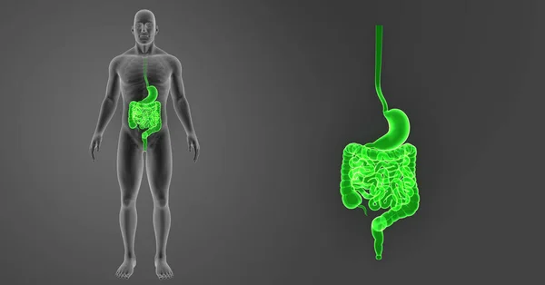 Zoom dello stomaco e dell'intestino — Foto Stock