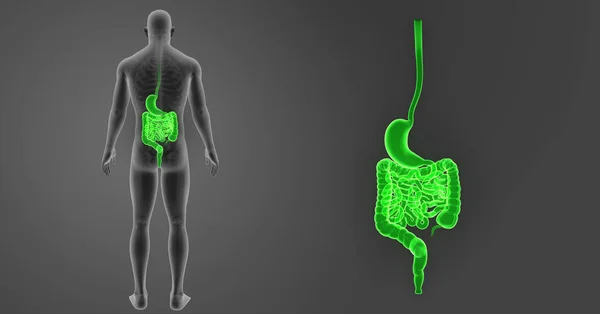 Zoom do estômago e intestino — Fotografia de Stock