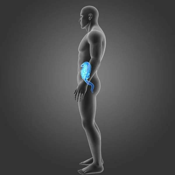 Intestine with body lateral view — Stock Photo, Image