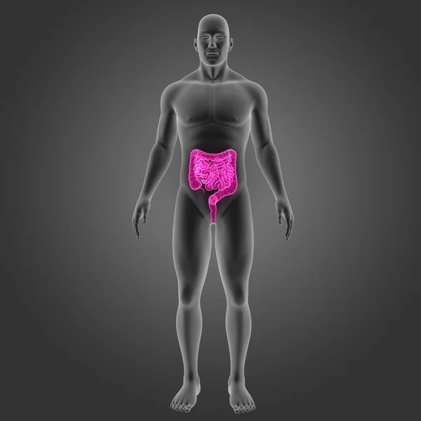 Intestine with body anterior view — Stock Photo, Image