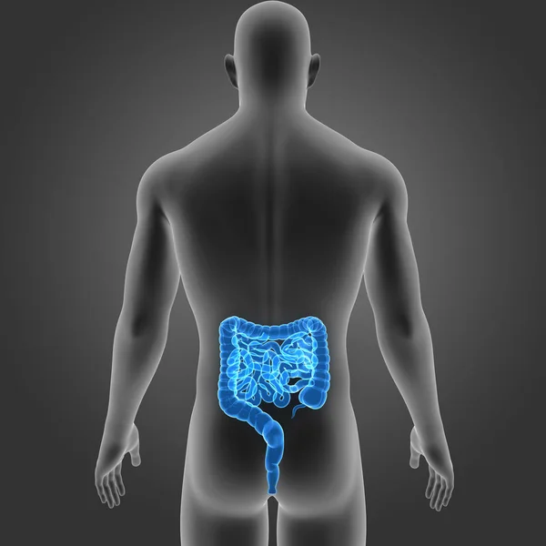 Intestino com vista posterior do corpo — Fotografia de Stock