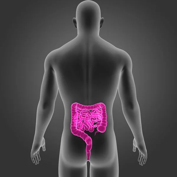 Intestine with body posterior view — Stock Photo, Image