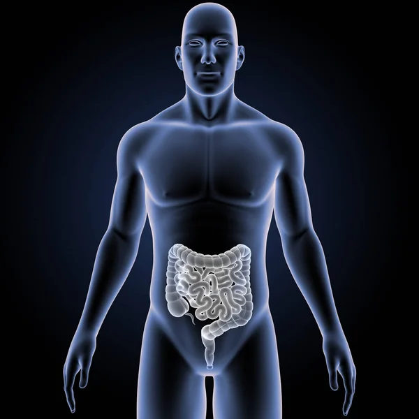 Intestine with body anterior view — Stock Photo, Image