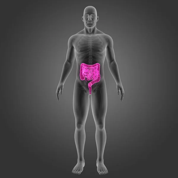 Intestine with skeleton anterior view — Stock Photo, Image