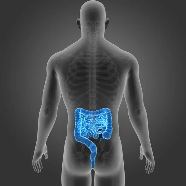 Intestino com esqueleto vista posterior — Fotografia de Stock