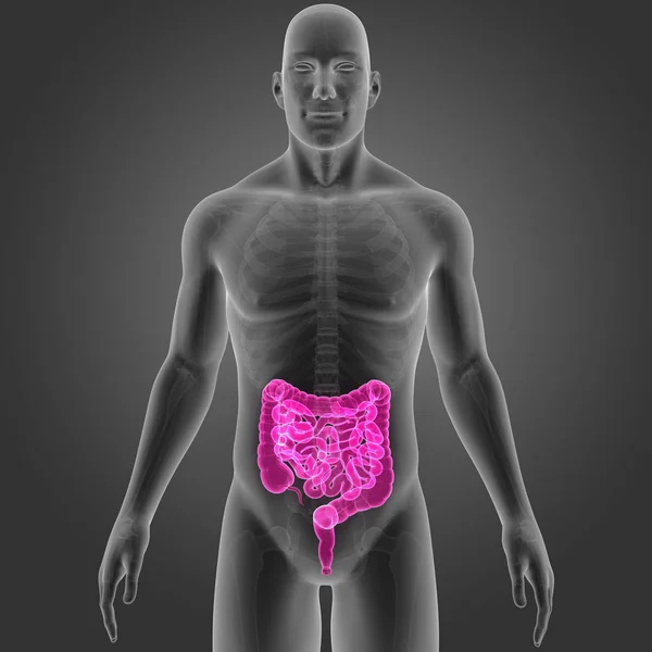 Intestine with skeleton anterior view — Stock Photo, Image