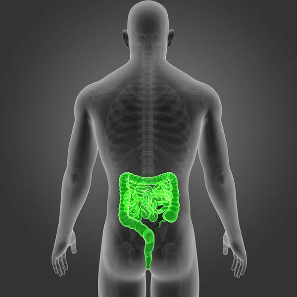 Intestino com esqueleto vista posterior — Fotografia de Stock