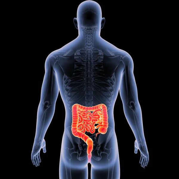 Bağırsak iskelet arka Manzaralı