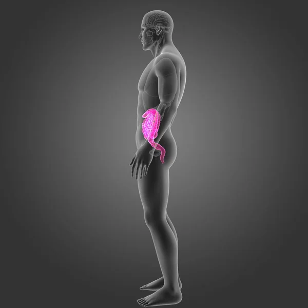Intestin avec organes vue latérale — Photo
