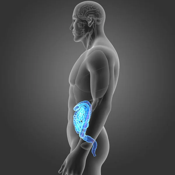 腸器官の側面図に — ストック写真