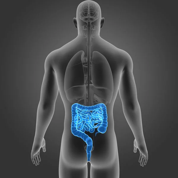 Intestine with organs posterior view — Stock Photo, Image