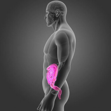 Bağırsak organları Oda