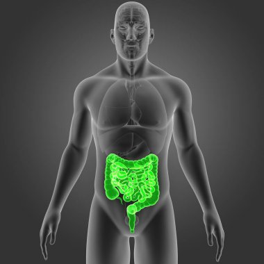 Bağırsak organları ön Manzaralı