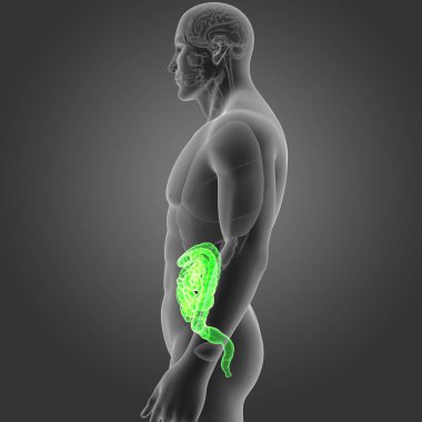 Bağırsak organları Oda