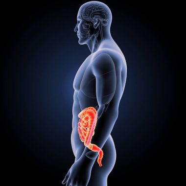 Bağırsak organları Oda