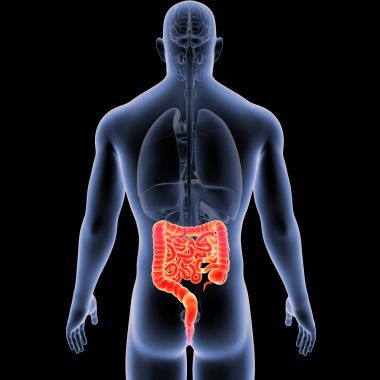 Bağırsak organları arka Manzaralı