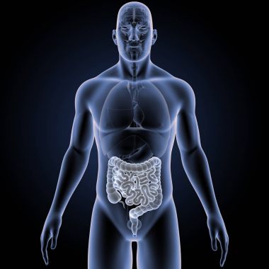 Bağırsak organları ön Manzaralı