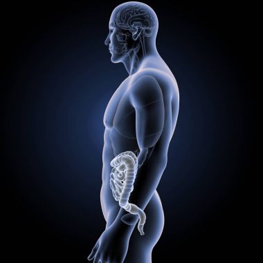 Bağırsak organları Oda